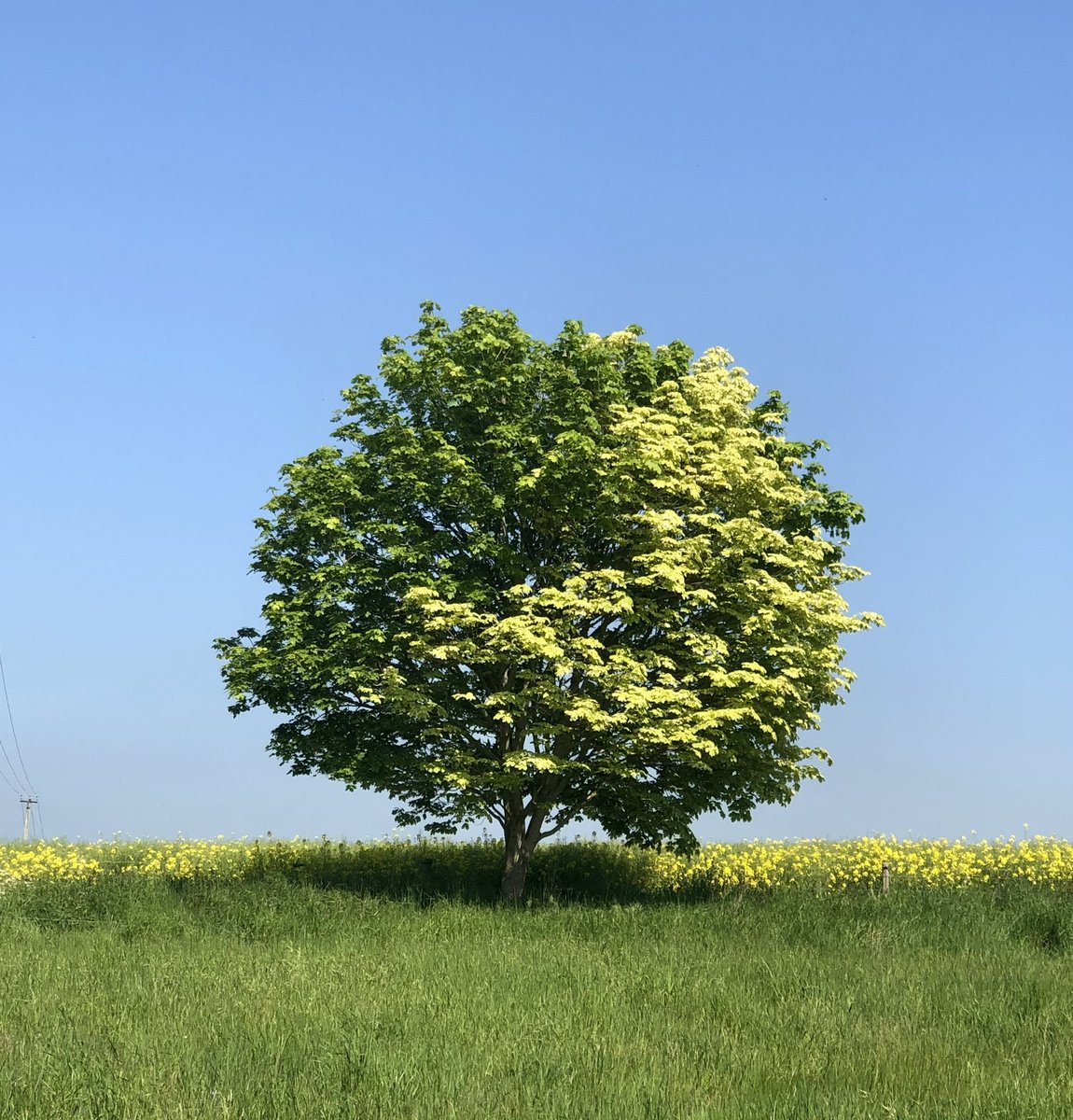 Spring from the Hampshire/Dorset border 
#spring #iphone