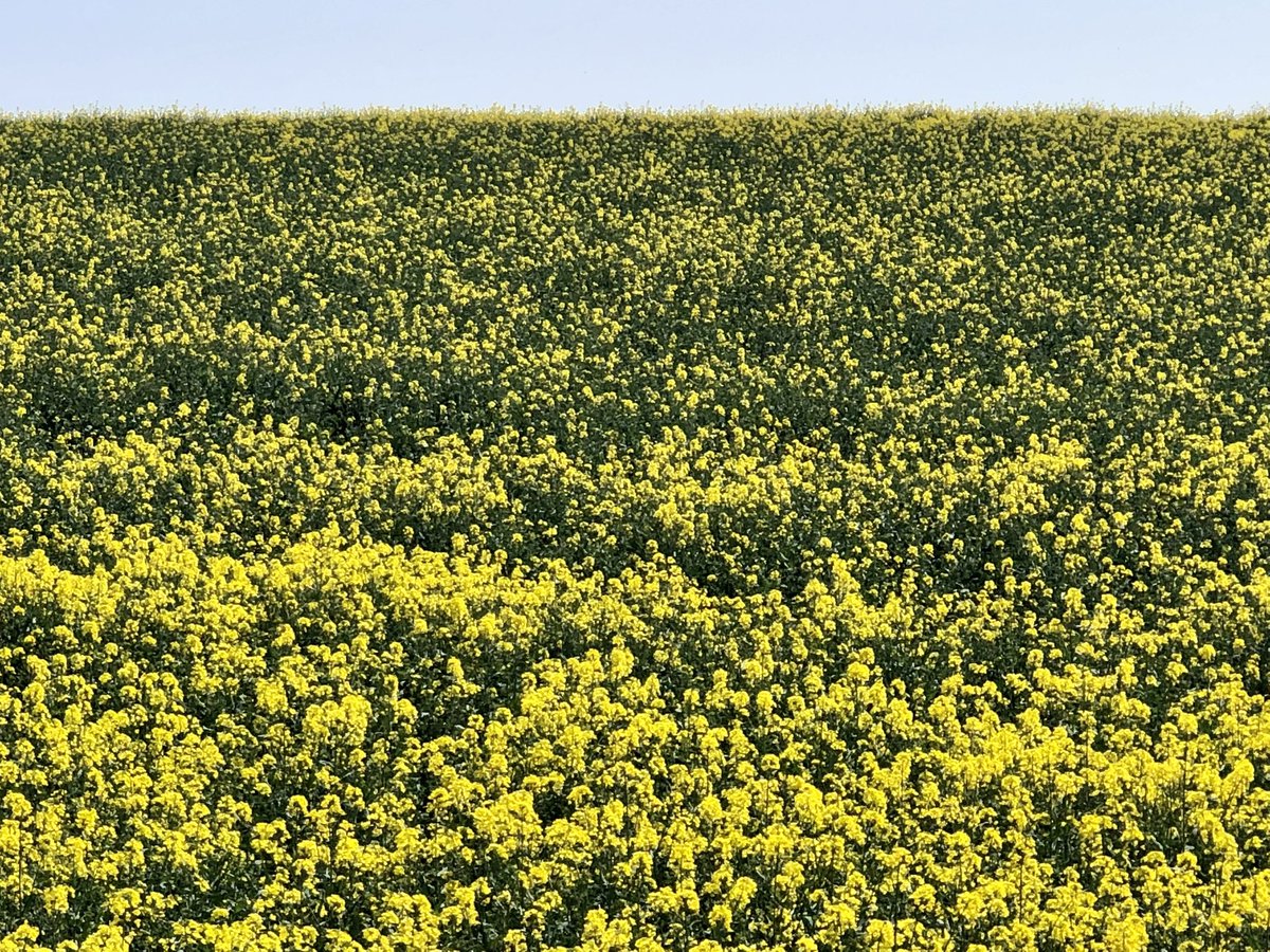 RogerVoller's tweet photo. Spring from the Hampshire/Dorset border 
#spring #iphone https://t.co/KEFmXxWCIW