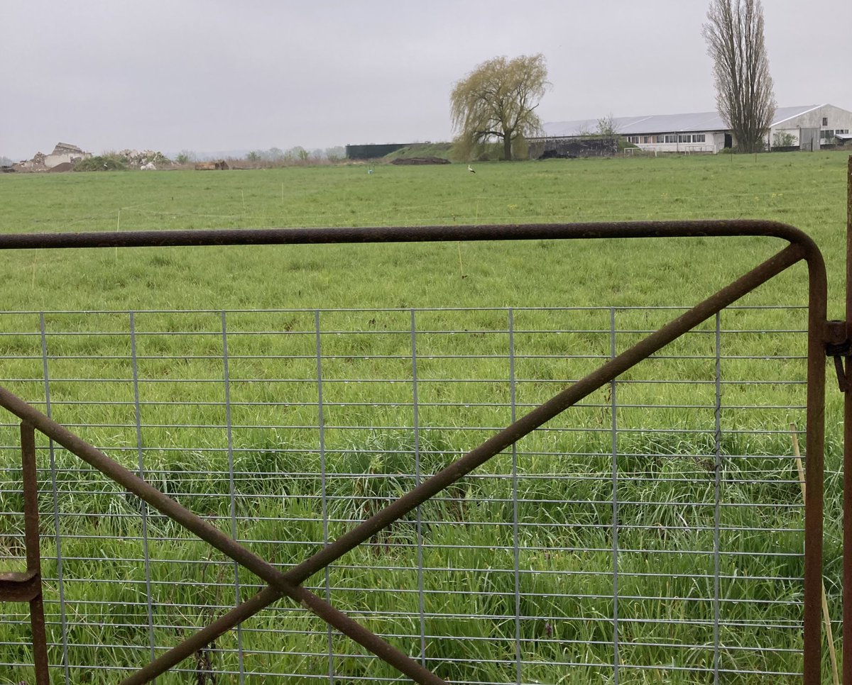 Herr Storch spaziert am Garten vorbei