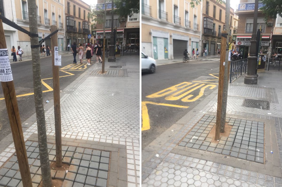 SOSterritorios's tweet photo. ⚠️#Sevilla continúa perdiendo posiciones #Arboladas.
Avisamos hace un año y @Ayto_Sevilla ya ha consumado su propósito en esa acera de #PlazaDelDuque.
Pavimentan los #Alcorques para favorecer a una #EmpresaPrivada de #AutobusesTurísticos que tiene ahí una de sus paradas.
🚍💶🆚🌳 https://t.co/vDMBvXpY1l