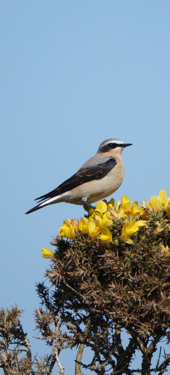 JenBradley10's tweet photo. Beautiful day on Rathlin last week, can't wait to get back! ❤️ @natureofrathlin @RSPBNI @Natures_Voice @BirdWatchIE @MindfulEveryday https://t.co/bnNmrImCvC