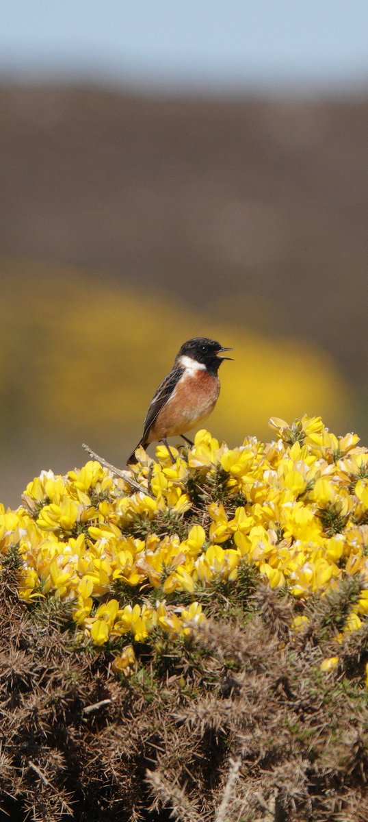 Beautiful day on Rathlin last week, can't wait to get back! ❤️ @natureofrathlin <a href="/RSPBNI/">RSPB NI</a> <a href="/Natures_Voice/">RSPB</a> <a href="/BirdWatchIE/">BirdWatch Ireland</a> <a href="/MindfulEveryday/">Everyday Mindfulness</a>