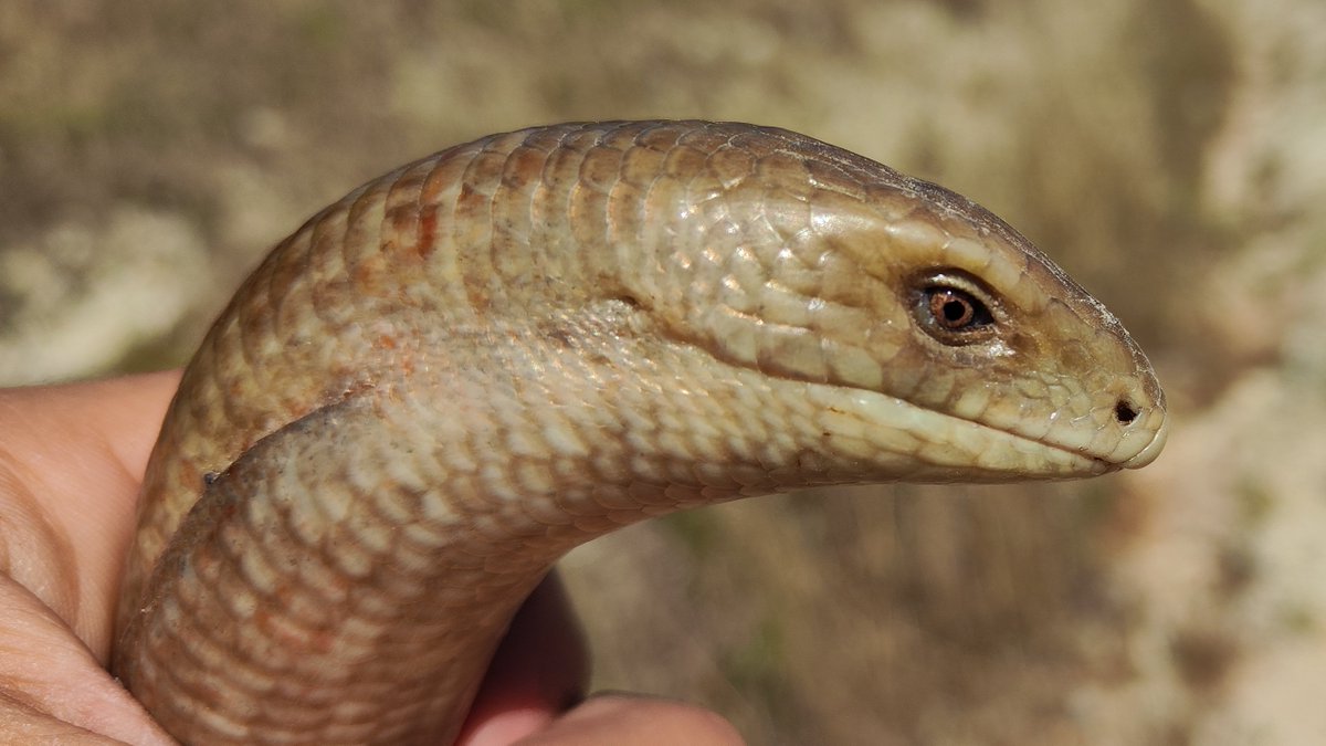 Belki de dünyanın en şansız hayvanı bu Oluklu Kertenkele. Kendisi yılan bile değilken 'Kör yılan' olarak biliniyor ve görüldüğü yerde acımasızca öldürülüyor. Halbuki bırakın zehirsiz oluşunu ısırmaya yeltenmiyor bile. Tarla ve bahçelerde haşerelerle besleniyor. Yani çiftçi dostu