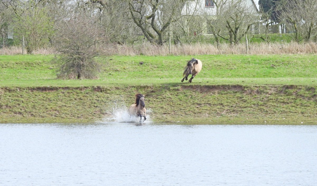 Kittydabunik's tweet photo. #hengsten gedoetjes in/langs de woaterkant
#koniks hadde ff een "discussie" en als de 1 dan van de ander weet dattie liever niet te water gaat, dan kuj um zo mooi ff van je afschudde ๐ https://t.co/JKfgUEBIpT