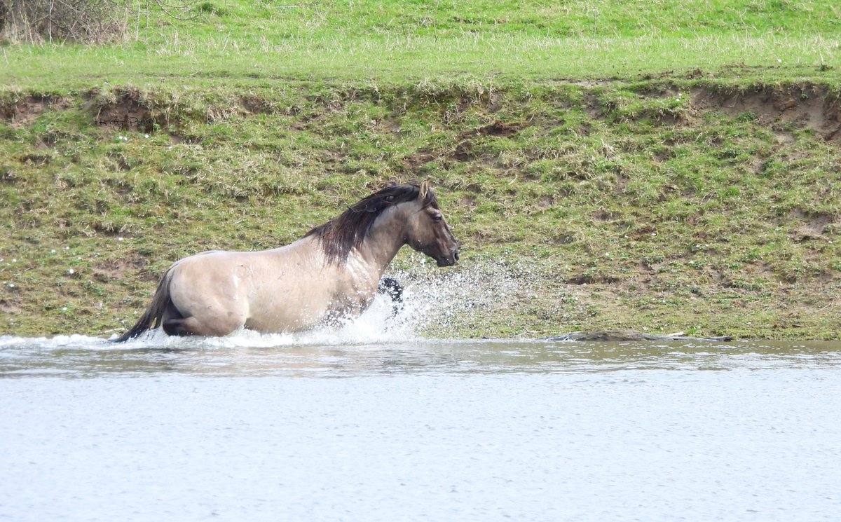Kittydabunik's tweet photo. #hengsten gedoetjes in/langs de woaterkant
#koniks hadde ff een "discussie" en als de 1 dan van de ander weet dattie liever niet te water gaat, dan kuj um zo mooi ff van je afschudde ๐ https://t.co/JKfgUEBIpT