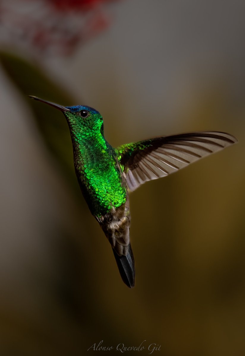 aquevedogil's tweet photo. El mejor ejemplo sobre la gran habilidad de volar, Amazilia Frentiazul - Indigo-capped Hummingbird (Saucerottia Cyanifrons). Colombia un país de aves. https://t.co/zVLsSneGsj