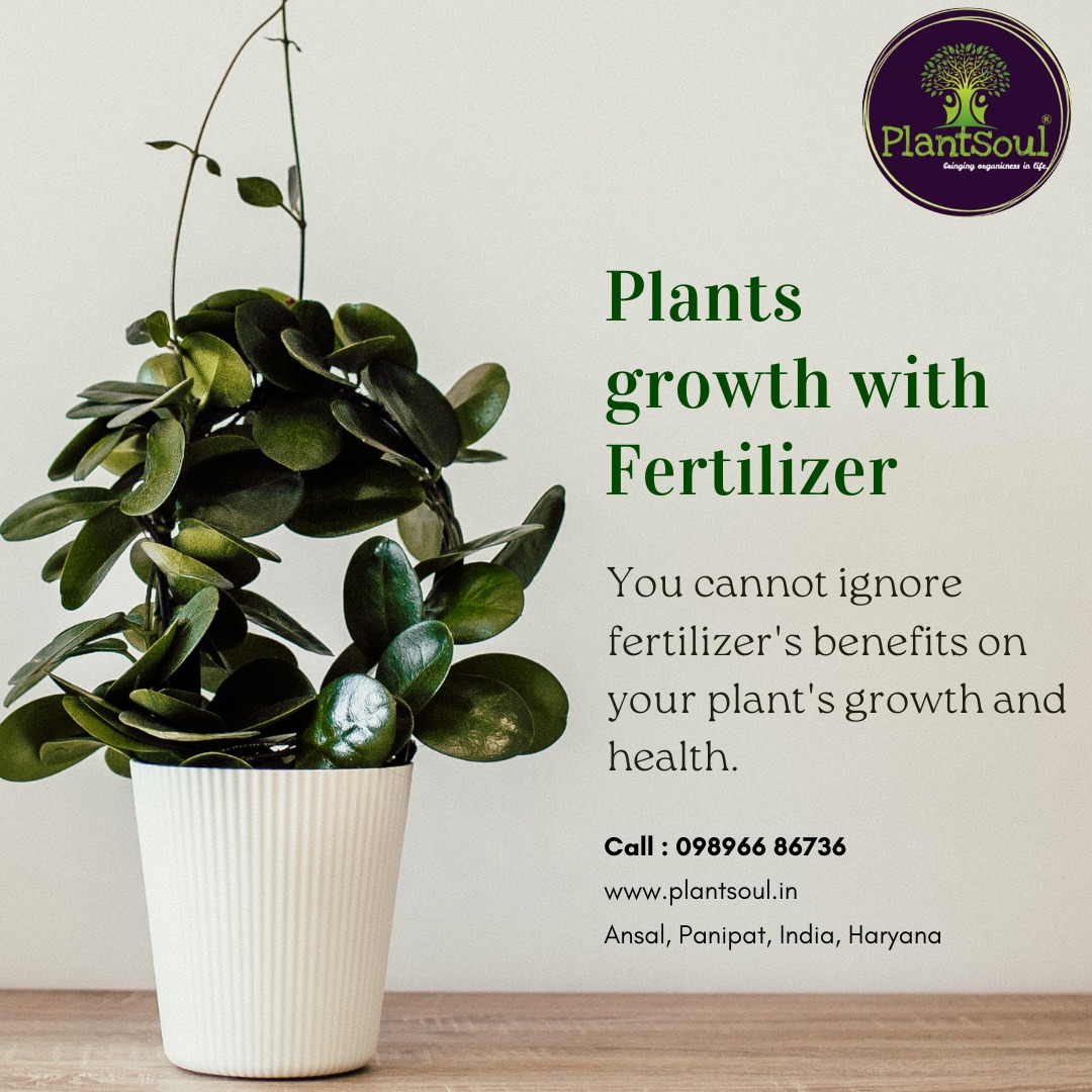 PlantSoul3's tweet photo. 🪴 PLANT GROWTH FERTILIZER

📞 CALL NOW : 𝟎𝟗𝟖𝟗𝟔𝟔 𝟖𝟔𝟕𝟑𝟔

VISIT AT : https://t.co/wIqMBZNHQ5

#plantsoul #organic #gardening #plants #soil #nursery #seedlings #horticulture #agriculture #organicfarming #compostable #plants #kitchengardening #crops #natural #organicfood https://t.co/0zGisZQWvM