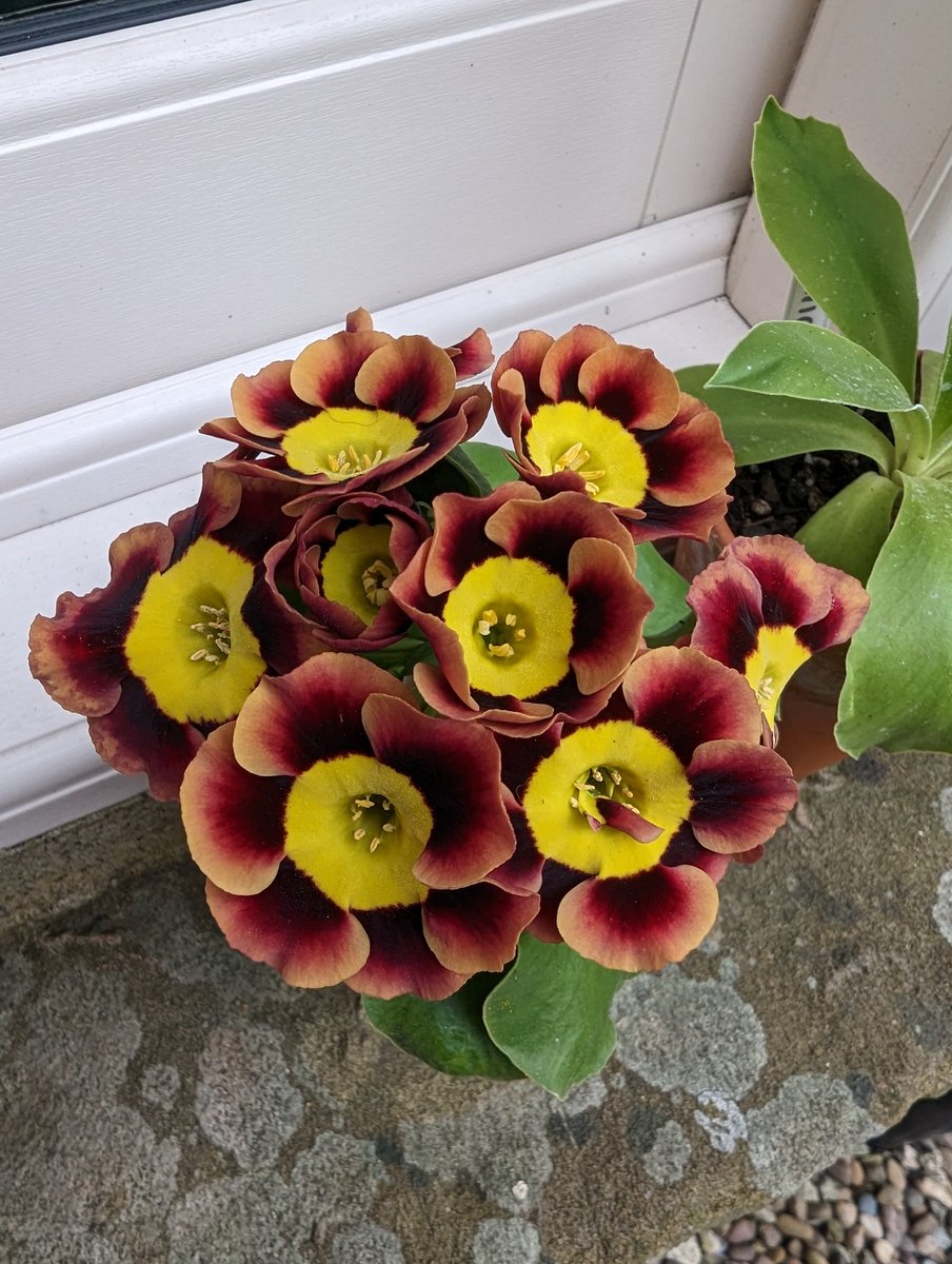 Auriculas - Star Wars, Ancient Society &amp; Harlequin