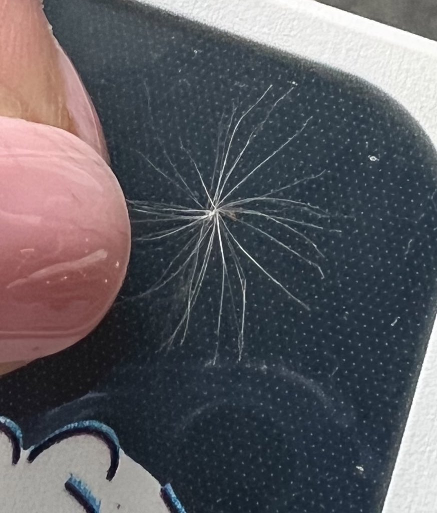 dreamingofcew's tweet image. i thot i was imagining things,, but there’re dandelions floating the moment i got out of the hall ;-; there weren’t any the whole of yesterday when i was on the streets or this morning 🥺  

my heart ;-;