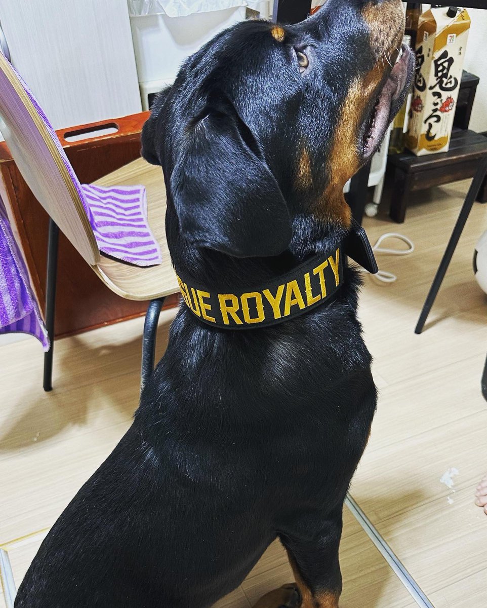 666KAZUHIRO666's tweet photo. Newカラー🐕🦺😎🤙
黒地に金刺繍"Rogue Royalty"✨
めちゃくちゃかっけぇのよ😍
推しのブランド発信してくぜ🤝💪
#RogueRoyalty #ローグロイヤリティ
#Rottweiler #超大型犬 #大型犬 #DogColler https://t.co/Yc6efkcLbB