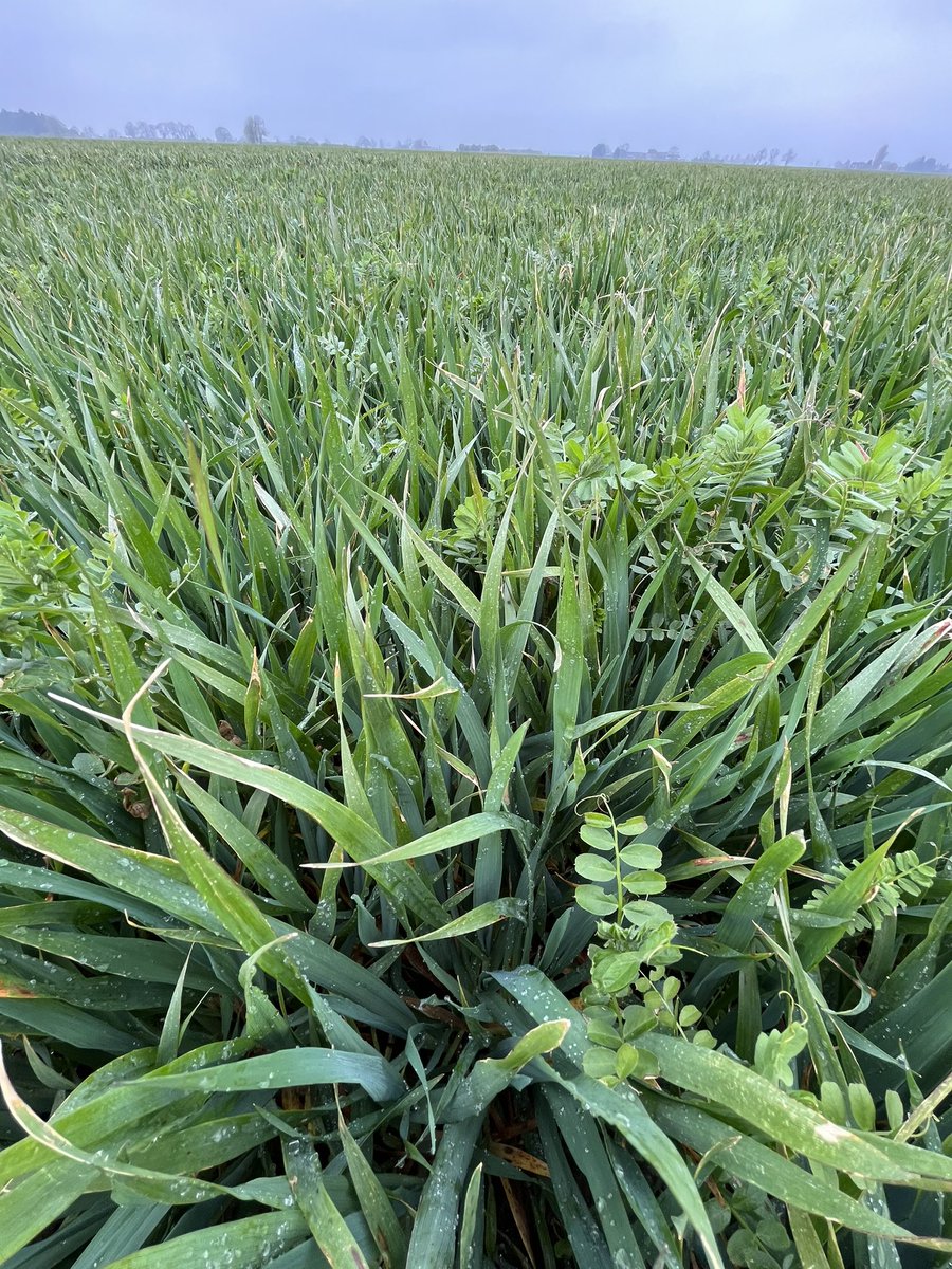 Ben Abell tweet media