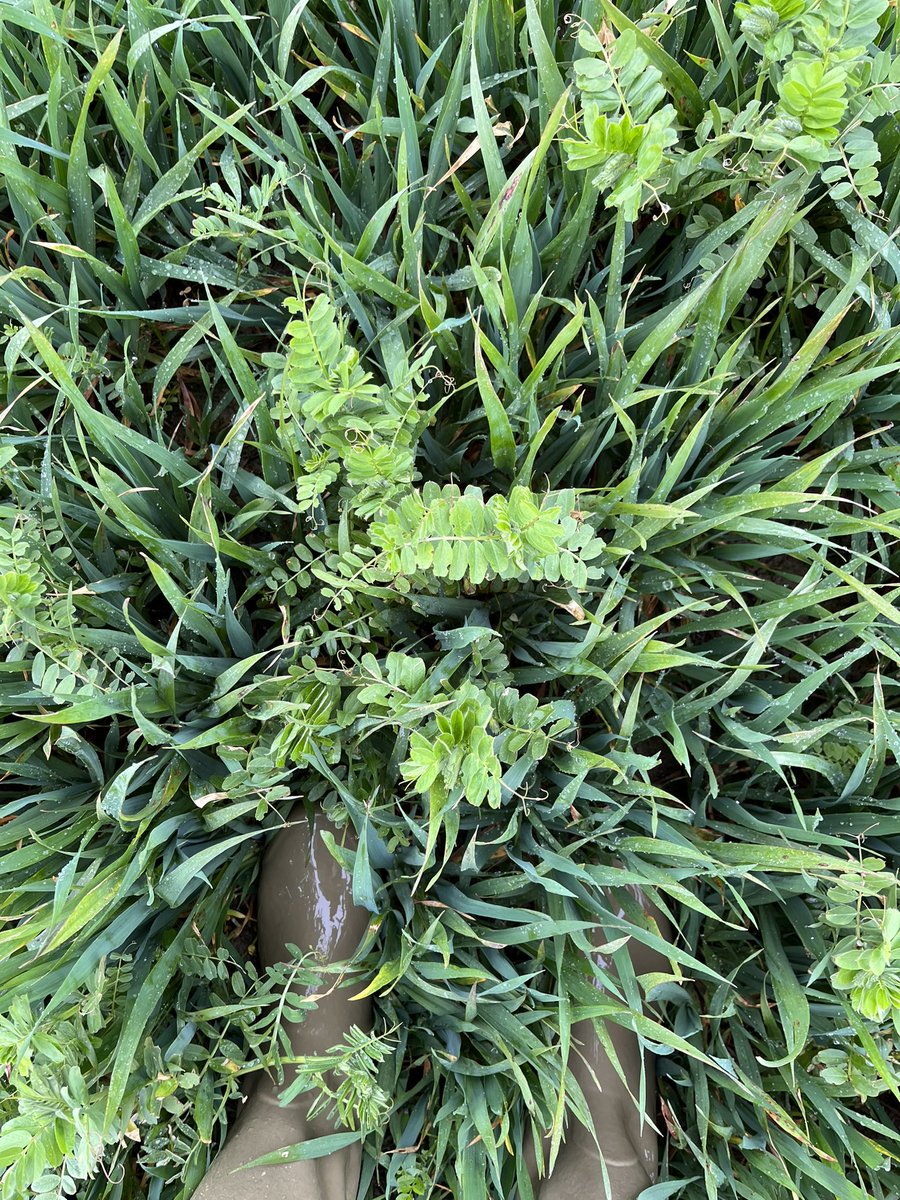 Ben Abell tweet media