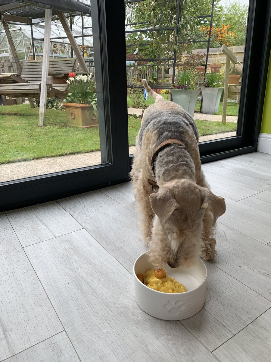 StanleyLakeland's tweet image. It’s brunch 👏🏻yay #ScramblesforCharlie with added fish fingers 😋 Question tho…did Charlie have to do a wait…forever 😲 @AdsDogCharlie #unnecessary
