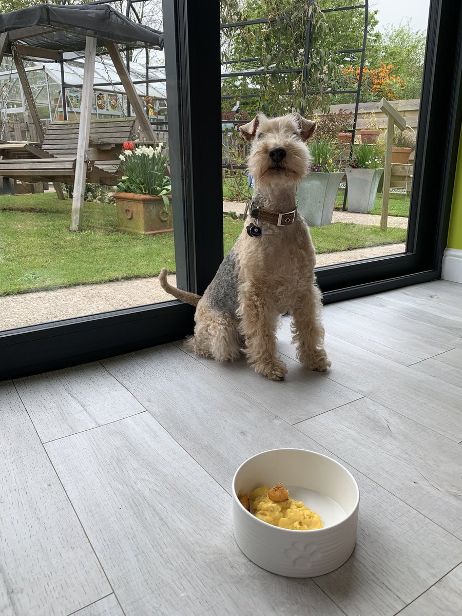 StanleyLakeland's tweet image. It’s brunch 👏🏻yay #ScramblesforCharlie with added fish fingers 😋 Question tho…did Charlie have to do a wait…forever 😲 @AdsDogCharlie #unnecessary