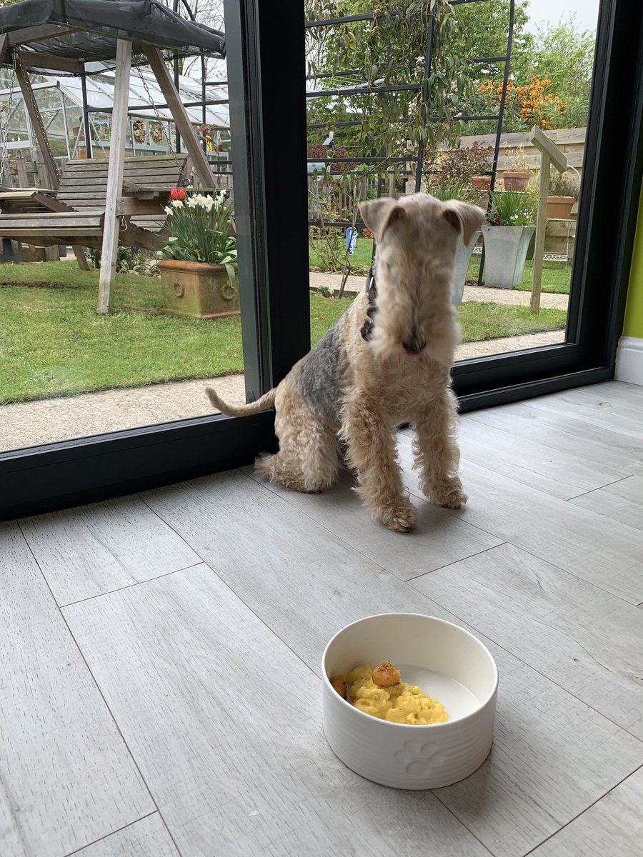 StanleyLakeland's tweet image. It’s brunch 👏🏻yay #ScramblesforCharlie with added fish fingers 😋 Question tho…did Charlie have to do a wait…forever 😲 @AdsDogCharlie #unnecessary