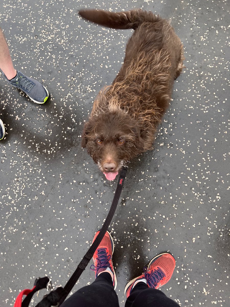 issybryonyh's tweet photo. #barkrun https://t.co/1HASzBGRXr