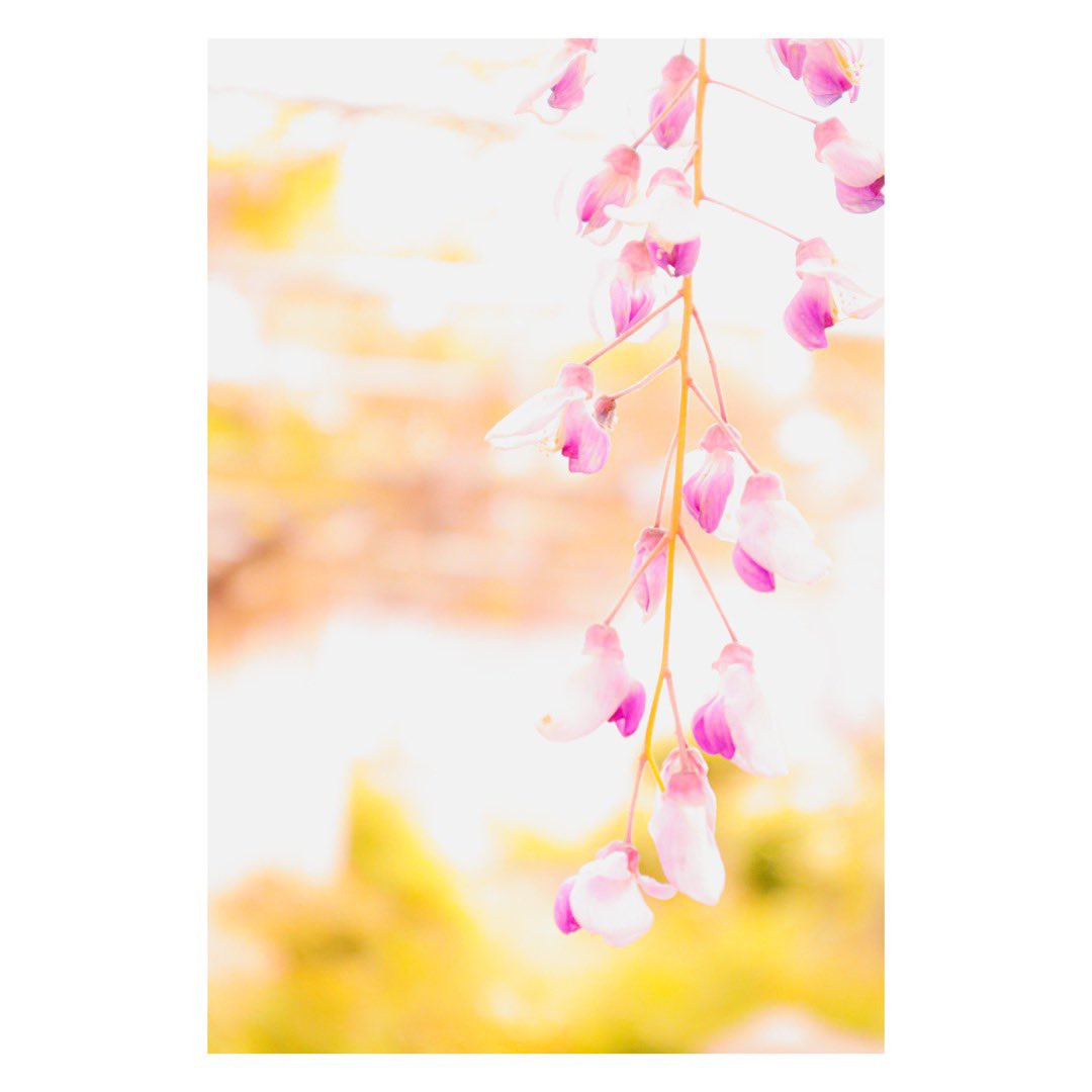reeeei_0403's tweet photo. もう終わりですねー
#写真が好きな人と繋がりたい 
#カメラ好きな人と繋がりたい 
#藤 https://t.co/A98d2U0DXx