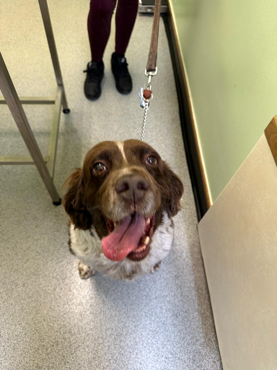 ElmHouseVets's tweet photo. Meet Ted, one of the happiest dogs that comes to us for his monthly arthritis injection. He couldn't keep his paws to himself and wanted lots of cuddles and kisses throughout his appointment. https://t.co/9a7fKTcnj0