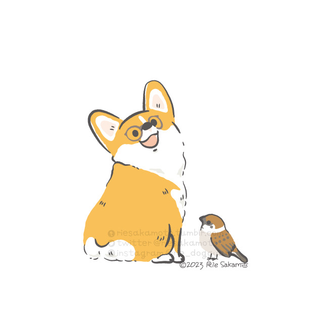 riesakamoto's tweet photo. メガネコーギーとスズメたち(1/13) https://t.co/iNbjEB87CU