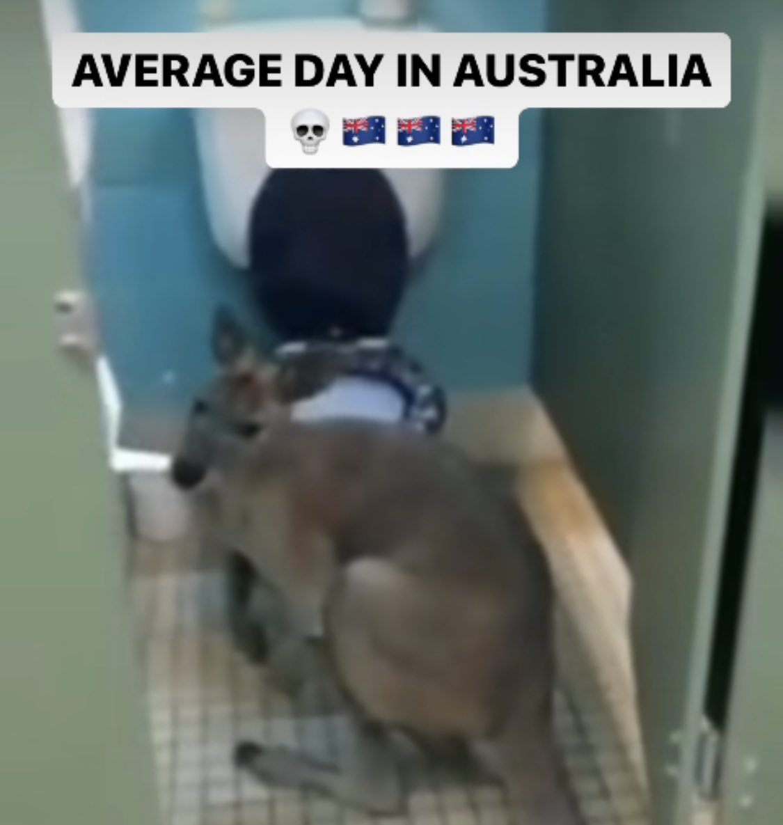 dinoxyl's tweet photo. Only AUSSIES will understand. I see this mf everytime I go to the bathroom https://t.co/7Bo4nLhcI7