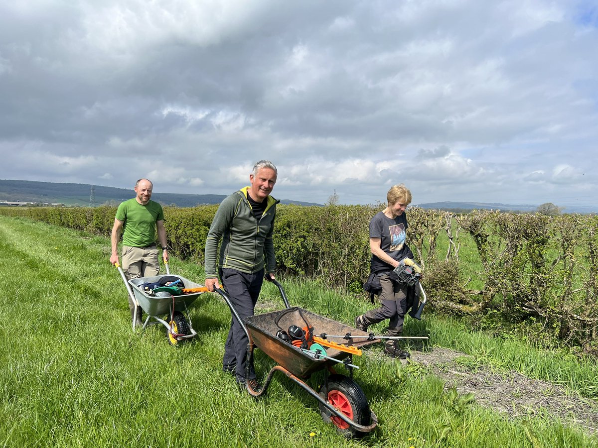 Curlew Recovery South Lakes tweet media