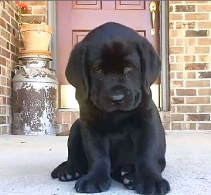 Puppies 🐶 tweet media
