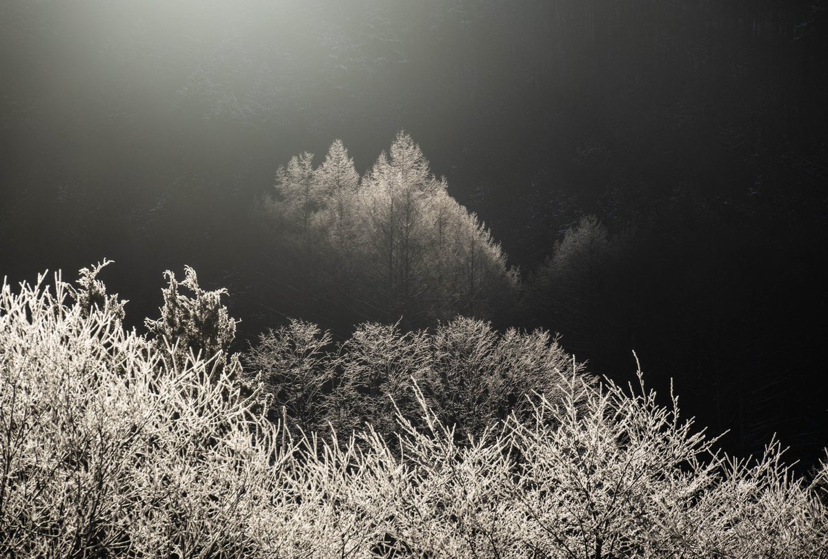 d_nyadcliffe's tweet photo. #みんなの木見せてくれ
秋冬が多いなぁ。

Camera : Nikon Z5
Lens : NIKKOR Z 24-200mm f/4-6.3 VR
Lens : NIKKOR Z 100-400mm f/4.5-5.6 VR S

#私とニコンで見た世界 #tokyocameraclub https://t.co/YFUSXPOwgx