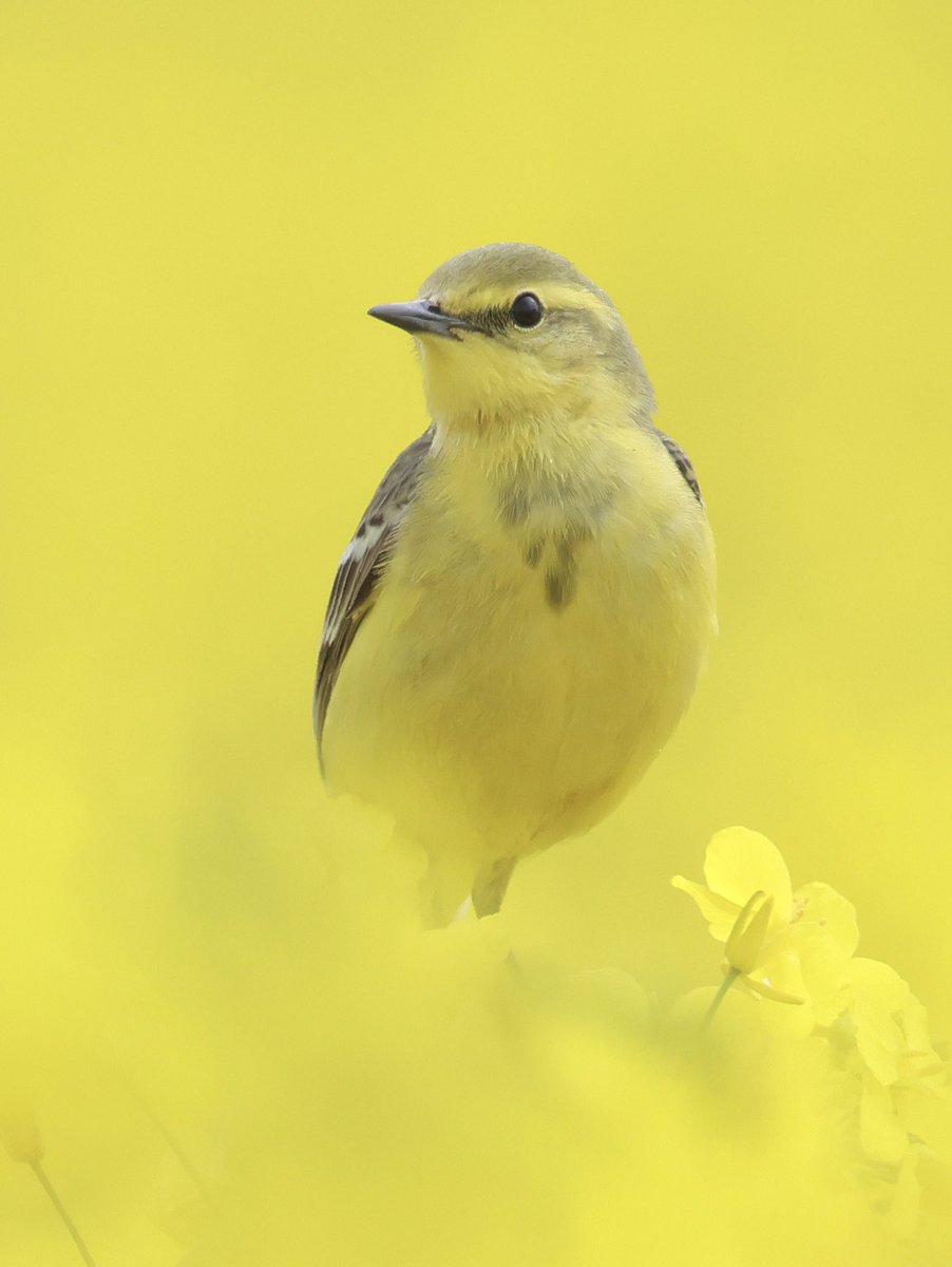 Yellow wagtail in a field of oil seed rape, A shot I’ve always wanted to get. 
Markeaton Stones, Derbyshire.
<a href="/Derbyshirebirds/">Derbyshire Ornithological Society (DOS)</a> <a href="/Natures_Voice/">RSPB</a> <a href="/BBCSpringwatch/">BBC Springwatch</a> <a href="/DerbysWildlife/">Derbyshire Wildlife Trust</a> #photooftheday