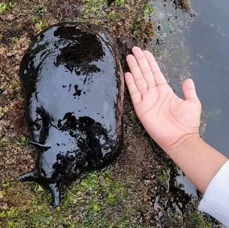 Rainmaker1973's tweet photo. Aplysia vaccaria, also known as the black sea hare is the world's largest sea slug species. The longest recorded specimen measured 99 cm (39 in) when crawling (thus fully extended), and weighed nearly 14 kg (31 lb)

[read more: https://t.co/zd388Maysx]