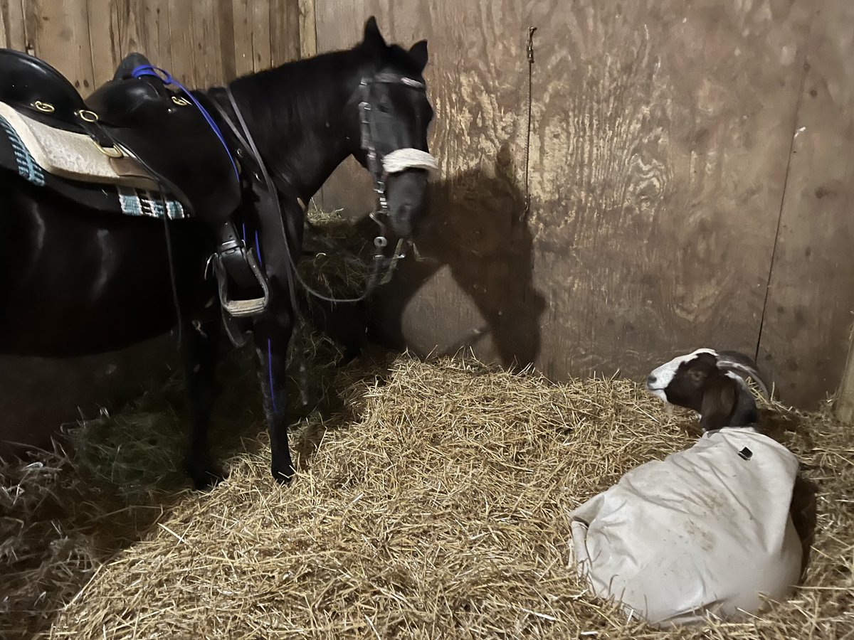 Jeffreybarngoat's tweet photo. Hey Scrappy - I was here first! #barnlife ⁦@DelParkRacing⁩ ⁦@cibelliracing⁩ https://t.co/SpHlotzesj