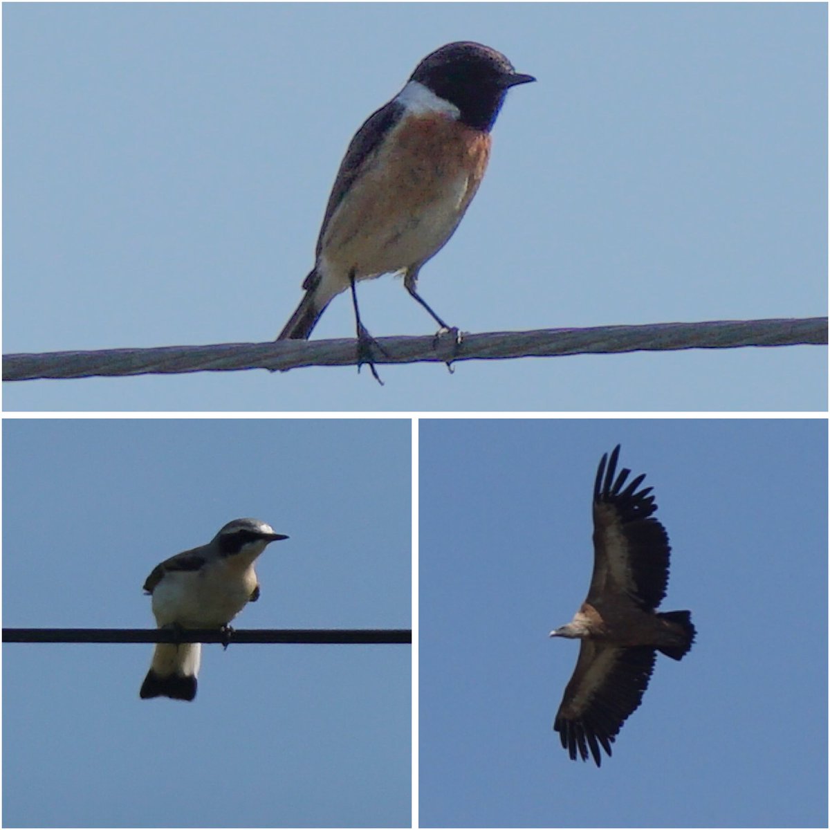 jmpicasprat's tweet photo. #abellerol #gafarró #picasoques #bitxac #colitgris #voltor #ocells #ocellsdavui #selecciódocellsdavui #birds #berguedà https://t.co/QKRVbUda5Y