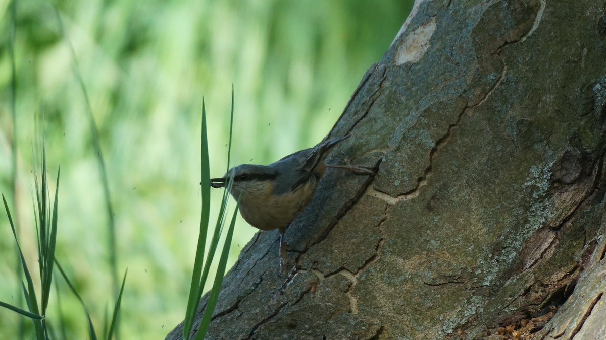 jmpicasprat's tweet photo. #abellerol #gafarró #picasoques #bitxac #colitgris #voltor #ocells #ocellsdavui #selecciódocellsdavui #birds #berguedà https://t.co/QKRVbUda5Y