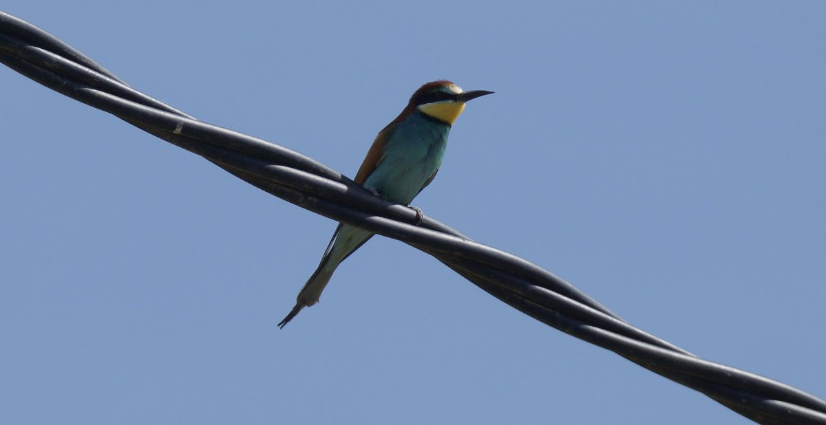 jmpicasprat's tweet photo. #abellerol #gafarró #picasoques #bitxac #colitgris #voltor #ocells #ocellsdavui #selecciódocellsdavui #birds #berguedà https://t.co/QKRVbUda5Y