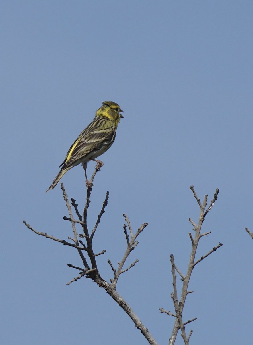 jmpicasprat's tweet photo. #abellerol #gafarró #picasoques #bitxac #colitgris #voltor #ocells #ocellsdavui #selecciódocellsdavui #birds #berguedà https://t.co/QKRVbUda5Y