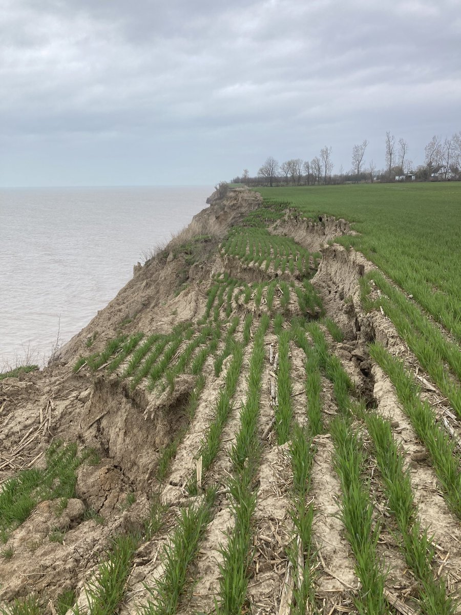 Kyle_Hiebert's tweet photo. Down some wheat acres. With all the winter storms the lake bank took an extra beating #ontag @WheatPete https://t.co/xo4l3pHqia