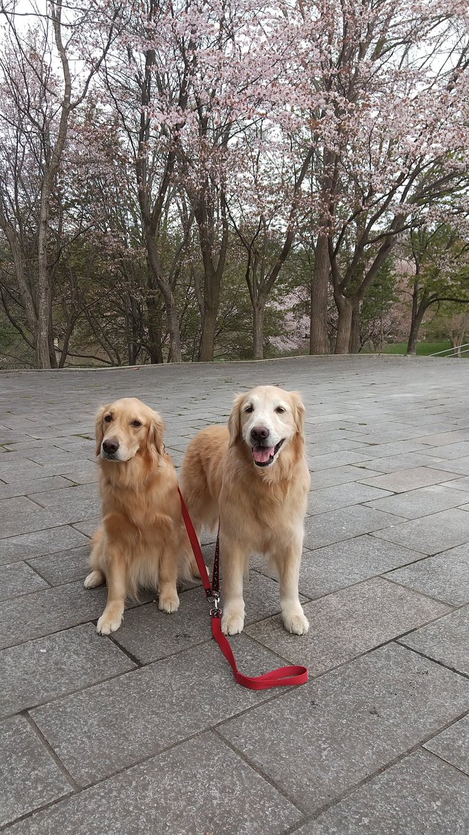 seraniki's tweet photo. 2023年4月29日
朝散歩。満開のソメイヨシノと満開を過ぎたエゾヤマザクラとメグもゆ🌸
今頃さくら❓と思われる方も多いでしょうが、これでも記録的に早いんです😉 https://t.co/k4Lk9oy91O