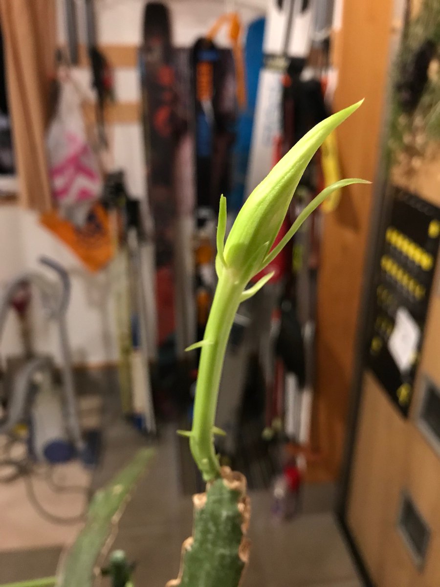 r_watari's tweet photo. 開花までのカウントダウン、 https://t.co/BMzPpodMTN