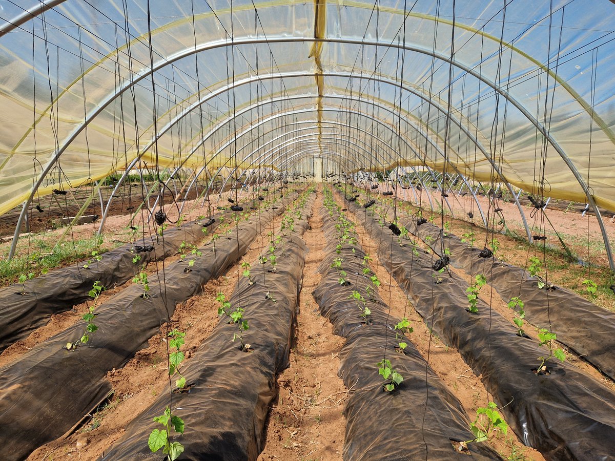 Découvrez notre gamme de serres #tunnel de la société Groupe #SMIDCOM pour les professionnels de l’agriculture, #maraîchers, #horticulteurs et #pépiniéristes souhaitant produire des plants toute l'année.

#serre #greenhouse #maraichage #siam #agriculture