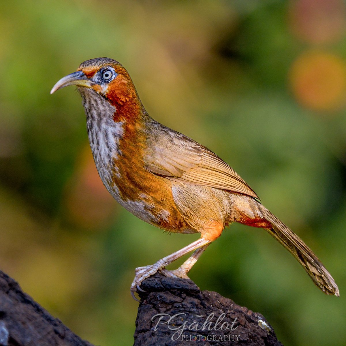 Rusty-cheeked scimitar #babbler
Sattal, UK 🇮🇳 
#BirdsOfTwitter #IndiAves #nature #birdphotography #ThePhotoHour #BBCWildlifePOTD #BirdsofIndia #birdwatching #twitterbirds #birdpics #Asianbirds #birds #birdsoftheworld #birdnames_en #NaturePhotograhpy  #nikonphotography #BIRDSTORY
