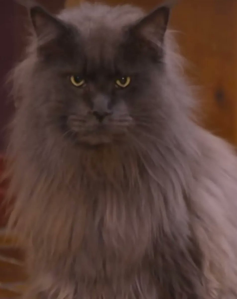 This cat can give you career advice. It will judge you for your credit score