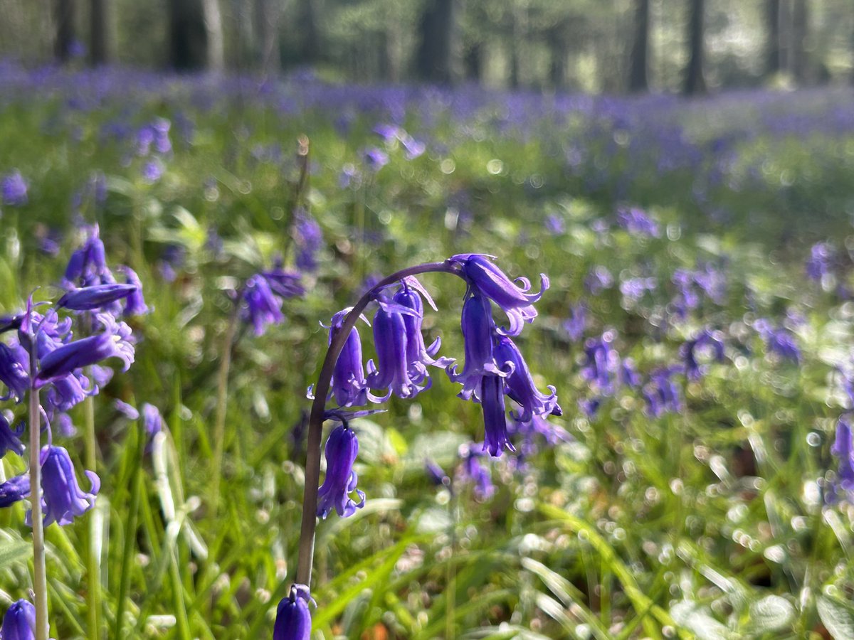 Bluebells pointing south. 
They thrive in spots that mix sun and shade. #naturalnavigation #wildflowers