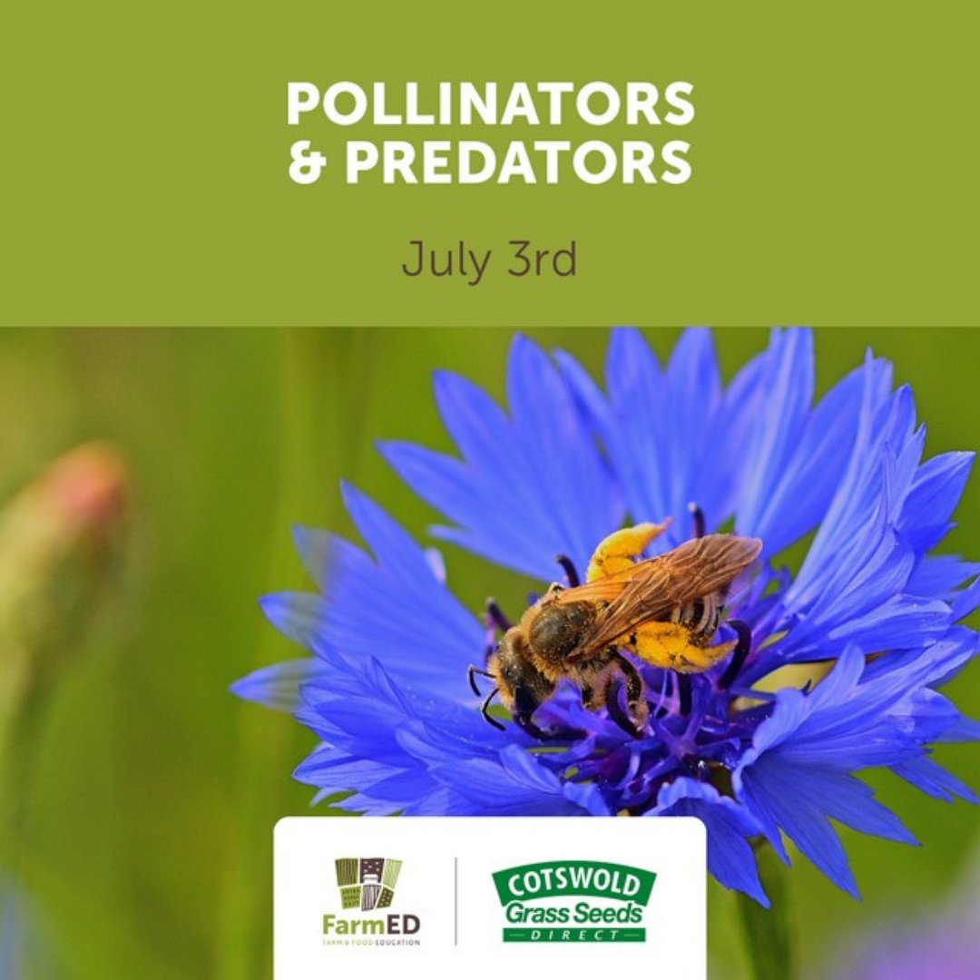 RealFarmED's tweet photo. Can we encourage #pollinators & #naturalpredators in order to #reducepests & increase production? Understand the role of these insects & ways to manage & #maintainhabitats for these heroes.
Delivered by @CotswoldSeeds, @FreshTecBinks & Marek Nowakowski
https://t.co/La0tsXg0bt https://t.co/JGVJvDGPbb