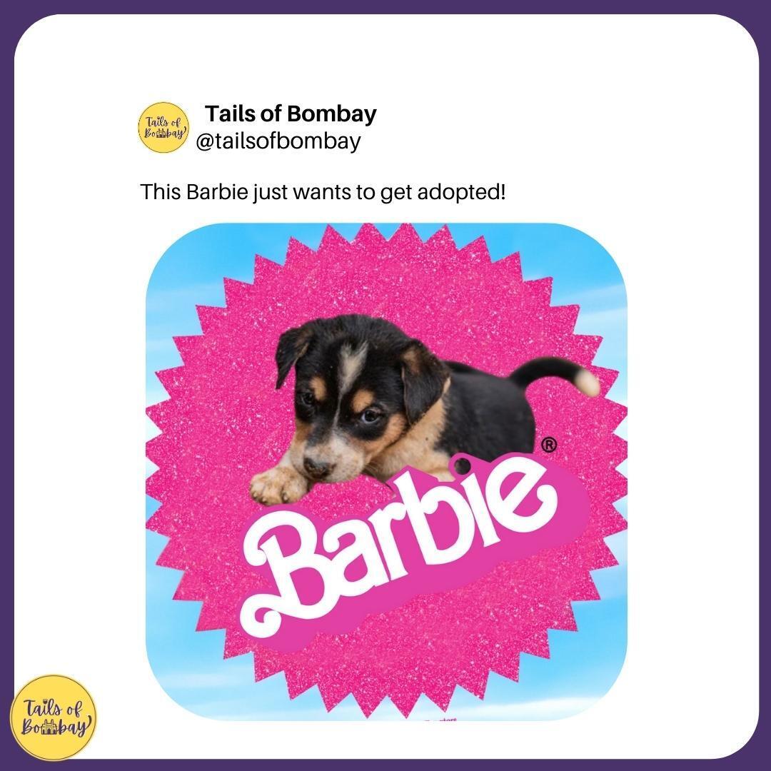 Tails_Of_Bombay's tweet photo. Adopt Indie Barbies!!🤌🐾❤️
.
#TailsOfBombay #Ulhasnagar #adoptionjourney #fadoptionislove #dogadoption #indieadoption #mumbaiadoption #bombayadoption #ambernath #barbiememes #funnbarbie #thisbarbie #indiebreeds https://t.co/btXyHM3Yj6
