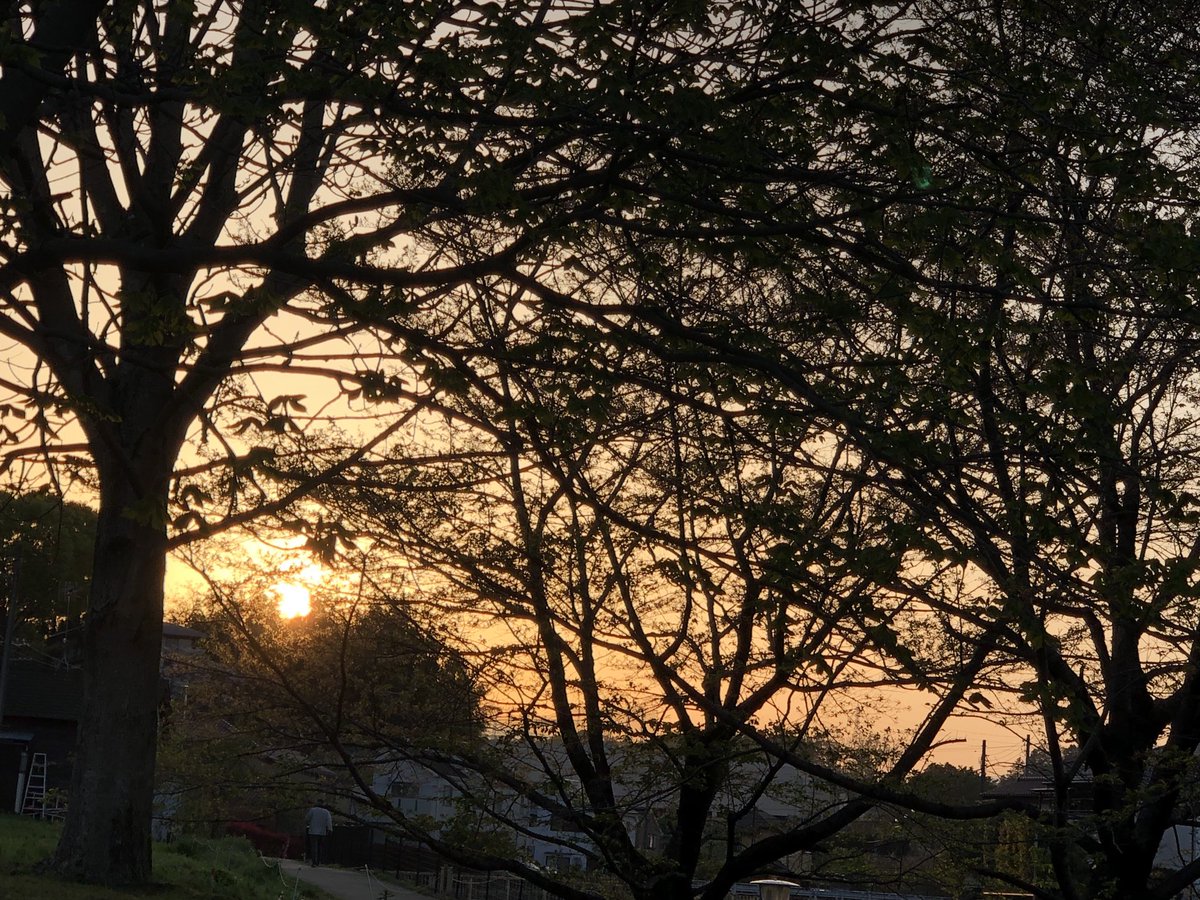 frog7691's tweet photo. 夕方2 https://t.co/NsLIZGSaYy