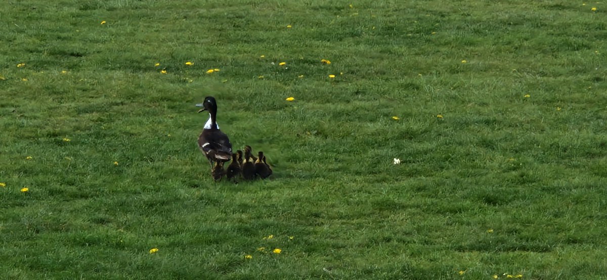 gerhale's tweet photo. Casual stroll through the park for this mama duck and her babies https://t.co/YFAwrlsnD6