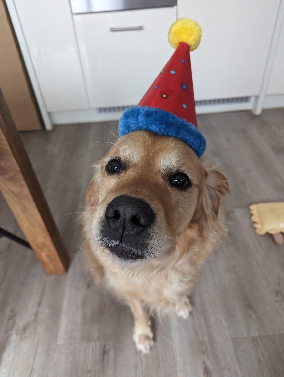 cocoboot_'s tweet photo. Happy Birthday to the golden boy 🎈 https://t.co/Yo8ccoeyzS