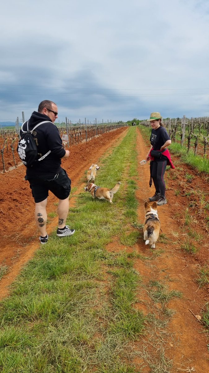 fransski's tweet photo. neko hodanje, i neka vina 🍷
#wine #walk #Corgi #Istra #wineyard #tattoo https://t.co/c47Wo1fQ0C