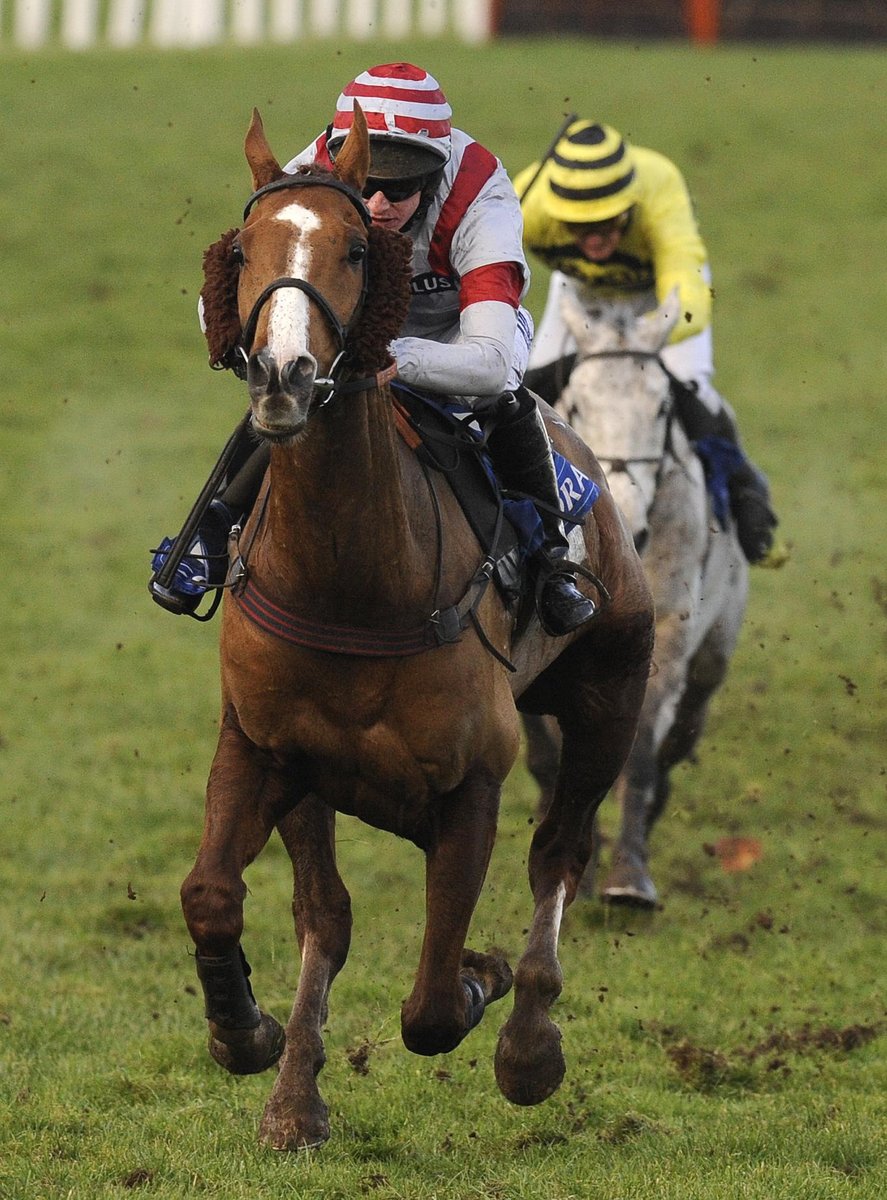 AtTheRaces's tweet photo. A staying legend! Dream Alliance ❤️ https://t.co/5pqkaZSrVT
