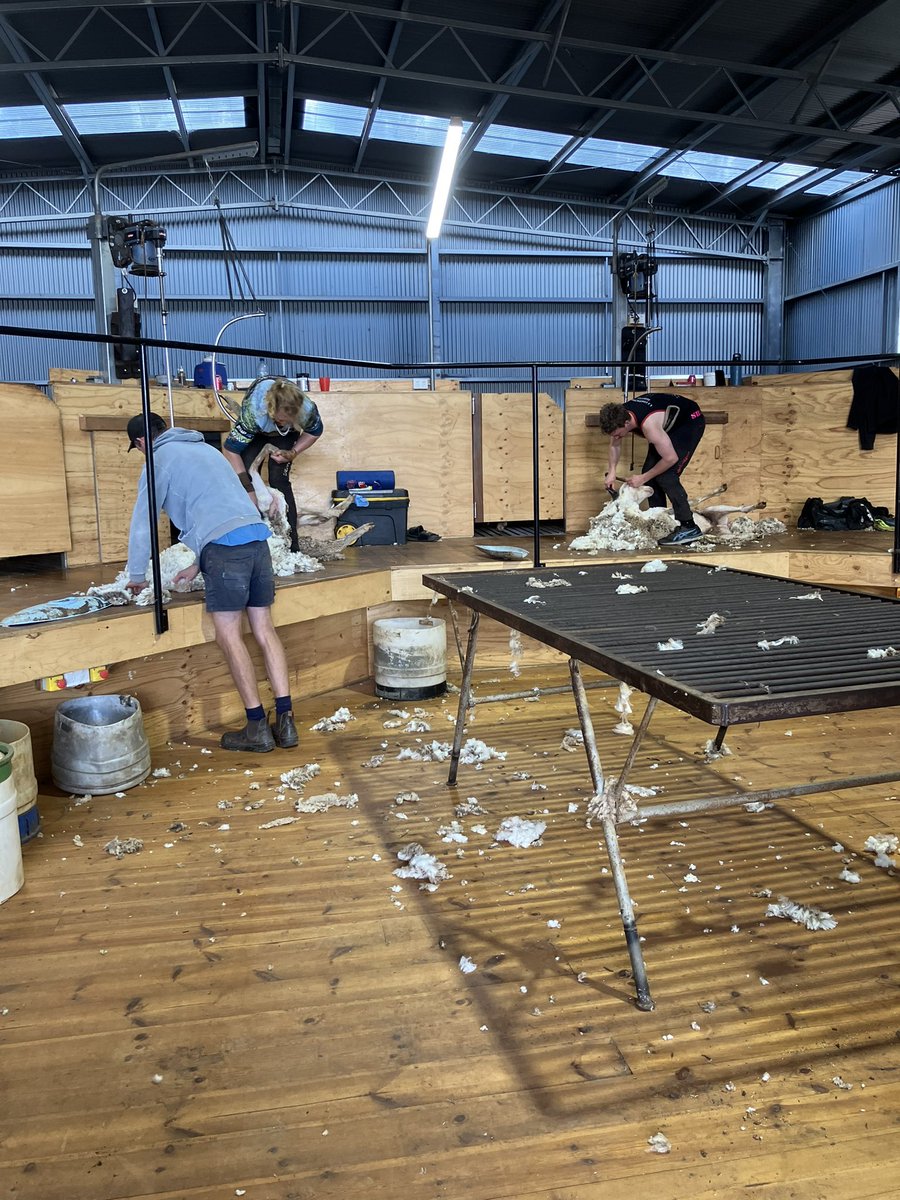 Mathew Koch tweet media