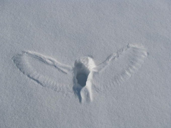 Rainmaker1973's tweet photo. When owls hunt their prey in the snow, typically leave evidences like this, marking the spot where a small rat or a squirrel has been caught 

[source: https://t.co/JRjQb7zCVa] https://t.co/uY8nm1R6Nl